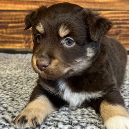 Topaz - Red tri Miniature Australian Shepherd puppy in Sulphur, Louisiana from Triple J Aussies and Corgis