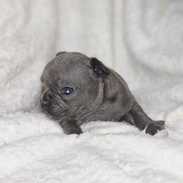 Azure - Blue male French Bulldog puppy in Maplewood, New Jersey from Poos&Bulls Keepsake