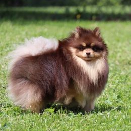 Tazz - Pomeranian