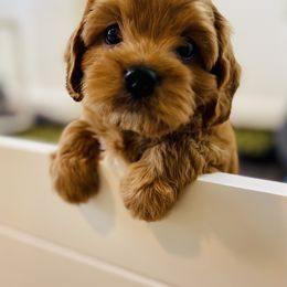 Cavachon, Cavalier King Charles Spaniel, and Cavapoo Puppies from LierChonPoo