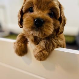 Cavachon, Cavalier King Charles Spaniel, and Cavapoo Puppies from LierChonPoo