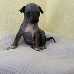 Togo - Black tan and white male American Hairless Terrier puppy in Belton, Texas from Copper Lilly Kennel