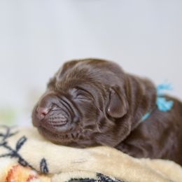 Blue Boy - Chocolate male Labrador Retriever puppy in Williamston, Sc, South Carolina from Dutton Dog Co & Dalla Grazia Doberman