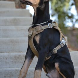 Doberman Pinscher Puppies from Obsidian Kennels