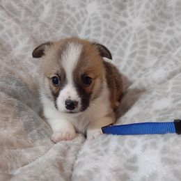 American Corgi and Pembroke Welsh Corgi Puppies from J&T Turnbull Corgis