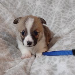 American Corgi and Pembroke Welsh Corgi Puppies from J&T Turnbull Corgis