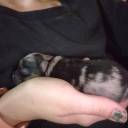 Bluey - Blue merle male Pomeranian puppy in Billings, Montana from Magic City Poms