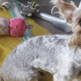 Companion Crosses and Yorkshire Terriers from Jenny's Yorkies