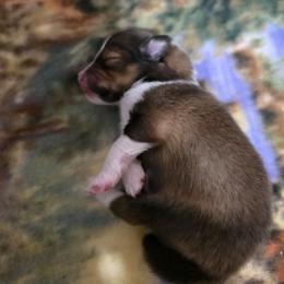 D'Artagnon - Sable and white male Shetland Sheepdog puppy in Lake Cumberland Area, Kentucky from Whitehaven Farm Shelties