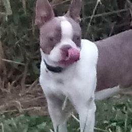 Boston Terriers from Riddle Creek Kennels
