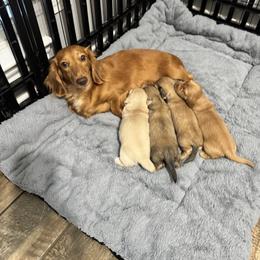 Dachshund Puppies from Rolling9dachshunds