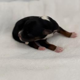 Boy 2 - Tri-color male Bernedoodle puppy in Toledo, Ohio from Avery Doodle Day LLC