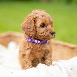 Cavapoo Puppies from PuppybuddyUSA