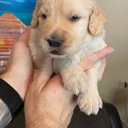 Goldendoodle Puppies from Goodyear golden doodles