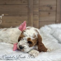 Stormy - Brown and white male Cockapoo puppy in Payson, Utah from Crandall’s Doodle Barn