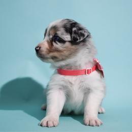 Ruby - Blue merle female Australian Shepherd puppy in Placerville, California from BFF Aussies