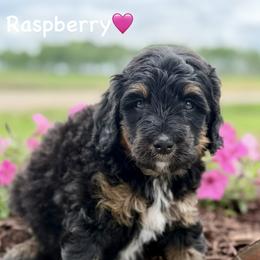 Raspberry - Phantom female Bernedoodle puppy in Lancaster, Minnesota from Richardville Hunde