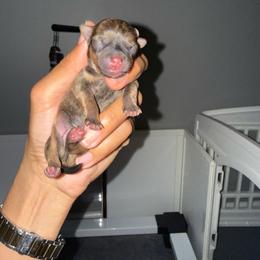 Walle - Black sabled fawn male Chihuahua puppy in High Point, North Carolina from Treasured Chihuahuas