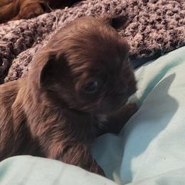 Keenko - Lilac male Shih Tzu puppy in Newport, Arkansas from Gina's Lil Zues and Yorkies Kennel
