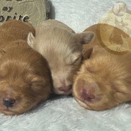 Miniature Schnauzer Puppies from Crown Schnauzers KC