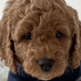 Boy 1 - Red  Poodle puppy in Celina, Texas from Duffey’s IncrediDoodles