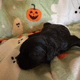 Frannie - Black female Cavapoo puppy in St. Louis, Missouri from Sweet Snuggles Cavapoos