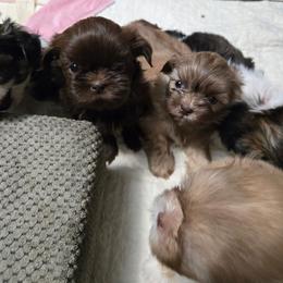 Fem. Choc. People backed out. Ready now - Chocolate female Shih Tzu puppy in Missouri from Farm Animal Mommy Shih tzu's Michalek Dog Breeder