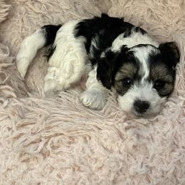 Ziggy - Tri-color male Yorkipoo puppy in Collier County, Florida from Star Catcher Pups