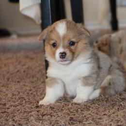 Trixie - Red merle and white female American Corgi puppy in Kennewick, Washington from Corgis of Tricities