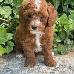 Lucky (Green Collar) - Red  male Poodle puppy in Ogden, Utah from Bells Poodles