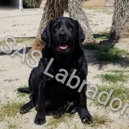 Scarlett - Labrador Retriever