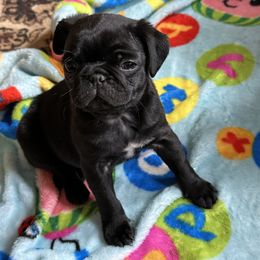 Pug Puppies from PNW Pugs