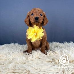 Sunny - Red  female Goldendoodle puppy in Utah County, Utah from Big Hearted Breeders