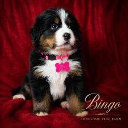Bingo - Tri-color female Bernese Mountain Dog puppy in Soldiers Grove, Wisconsin from Lonesome Pine Farm