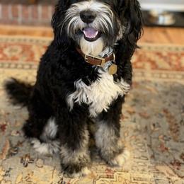 Stowe - Bernedoodle