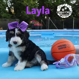 Layla - Tri-color female Bernedoodle puppy in Heyworth, Illinois from Cobble Creek Puppies