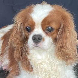 Meadow - Cavalier King Charles Spaniel
