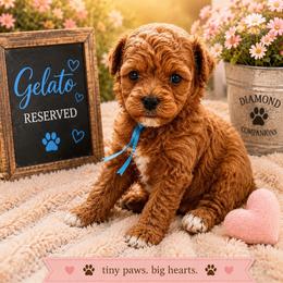 Gelato - Red male Cavapoo puppy in South Jordan, Utah from Diamond Companions