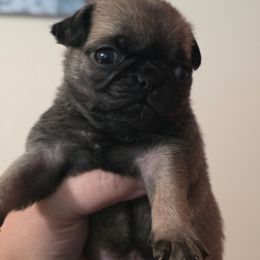 Cindy Lou - Fawn female Pug puppy in Olin, North Carolina from Piggy Pugs