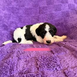 Pink - Black and white female Sheepadoodle puppy in Prairie Du Chien, Wisconsin from Hicklin Hollow Ranch