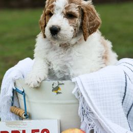 Goldendoodle Puppies from Ellie's Goldendoodles