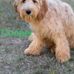 Cooper - Caramel Australian Labradoodle puppy in Oxford, Mississippi from Stony Brook Australian Labradoodles