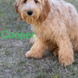 Cooper - Caramel Australian Labradoodle puppy in Oxford, Mississippi from Stony Brook Australian Labradoodles