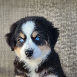 Zyan Australian Shepherd - male Australian Shepherd puppy in Limestone, Tennessee from Pilot Hill Teddy Bear Puppies
