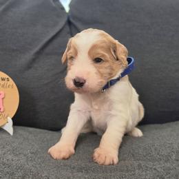 Blaze (Blue) - Parti male Labradoodle puppy in Plainfield, New Jersey from Caris Paws Poodles and Labradoodles