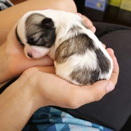 Australian Shepherd and Shichon Puppies from Robertson's Dream Ranch Aussies & Teddy's