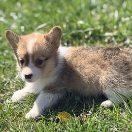 Purple girl - Sable female Pembroke Welsh Corgi puppy in Monterey, Tennessee from Co-Pilot Corgis