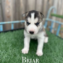 Siberian Husky Puppies from Husky Love and Pups