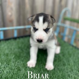 Siberian Husky Puppies from Husky Love and Pups