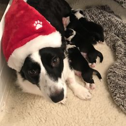 Cardigan Welsh Corgi Puppies from Grandiose Cardigan Welsh Corgis